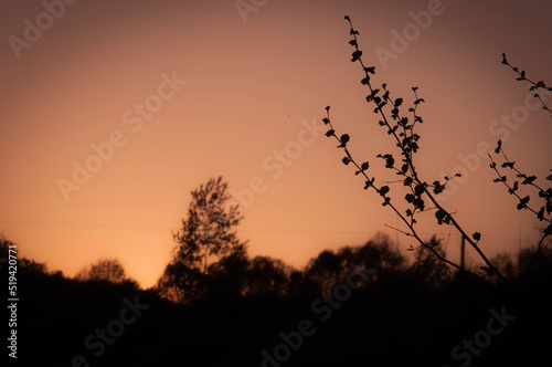 sunset in field