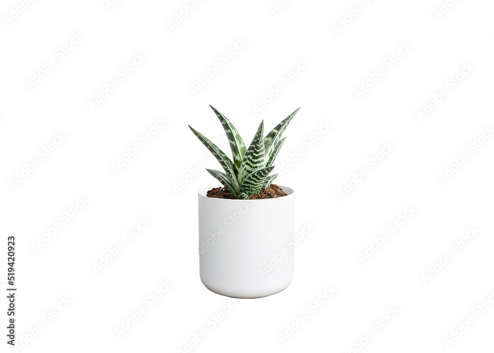 aloe vera plant in a pot isolated
