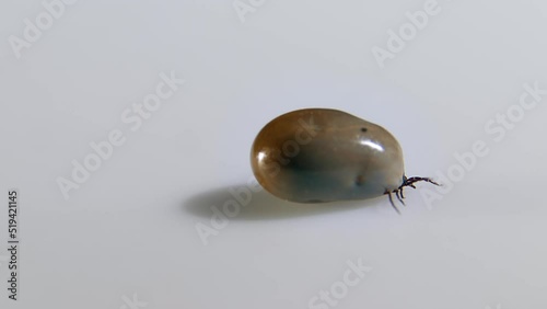 A blood-fed tick crawls on a white background. Ticks (order Ixodida) are parasitic arachnids. The parasite is encephalitic or with Lyme disease. photo