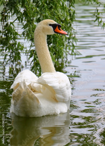white swan on the lake