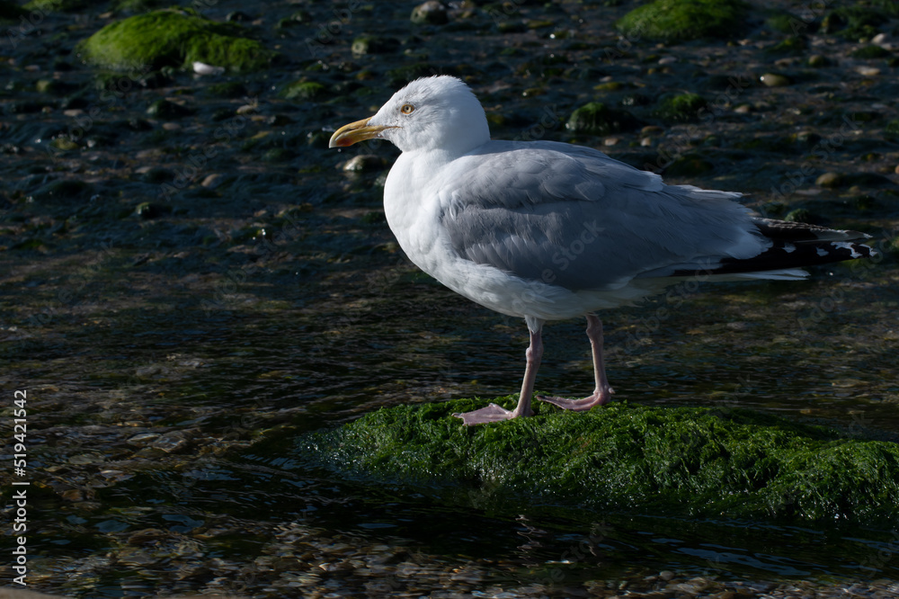 Gull on the Beach Gull on the Beach