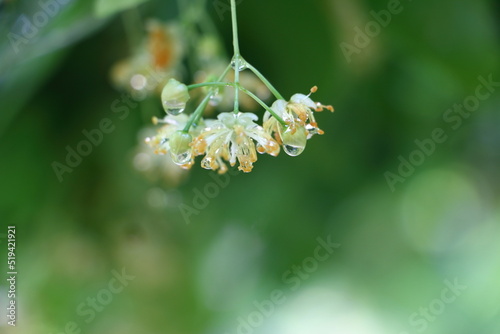 wet flowers after the rain