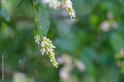 wet flowers in the park