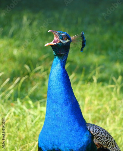 noisy peacock