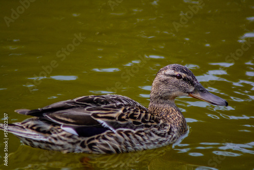 duck © Serhii