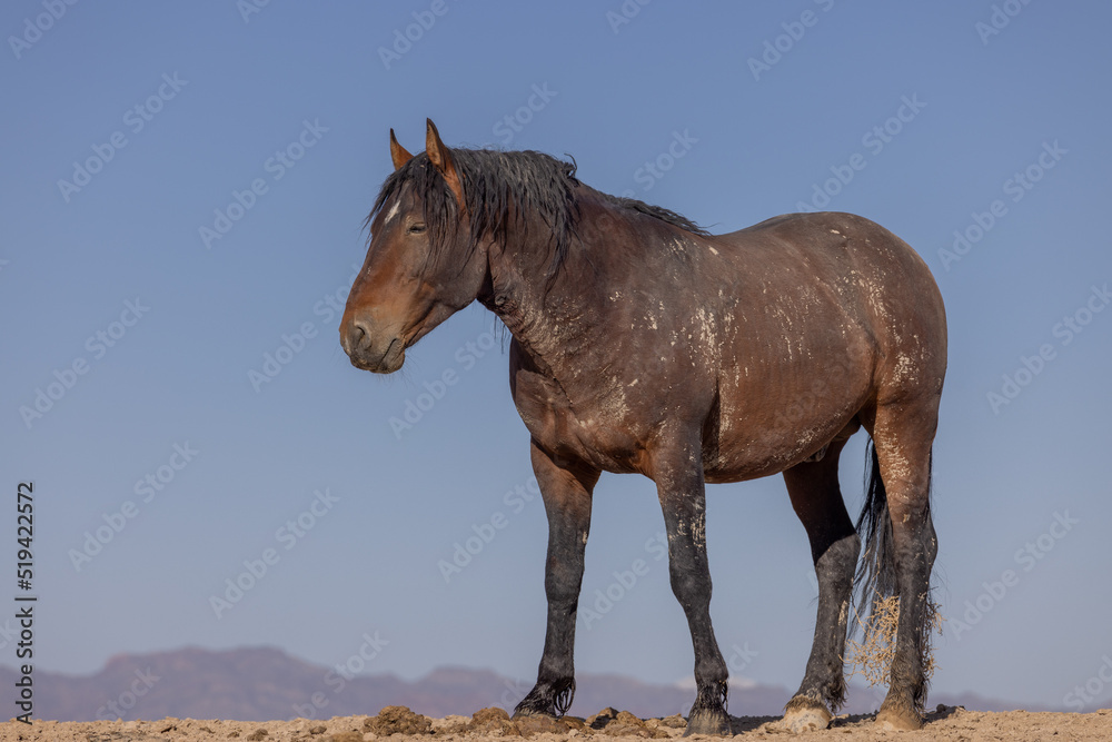 Fototapeta premium Beautiful Wild Horse in Spring in the Utah Desert