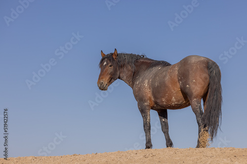 Beautiful Wild Horse in Spring in the Utah Desert