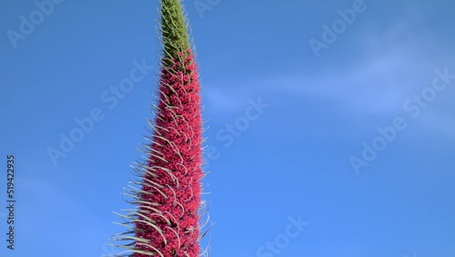 Rare flower, Canary Islands Tenerife. Flowering endemic with a nectar-gathering bee. Teide National Park. 
Tajinaste (Echium wildpretii) the top of a flowering plant, panoramic shot from top to bottom photo