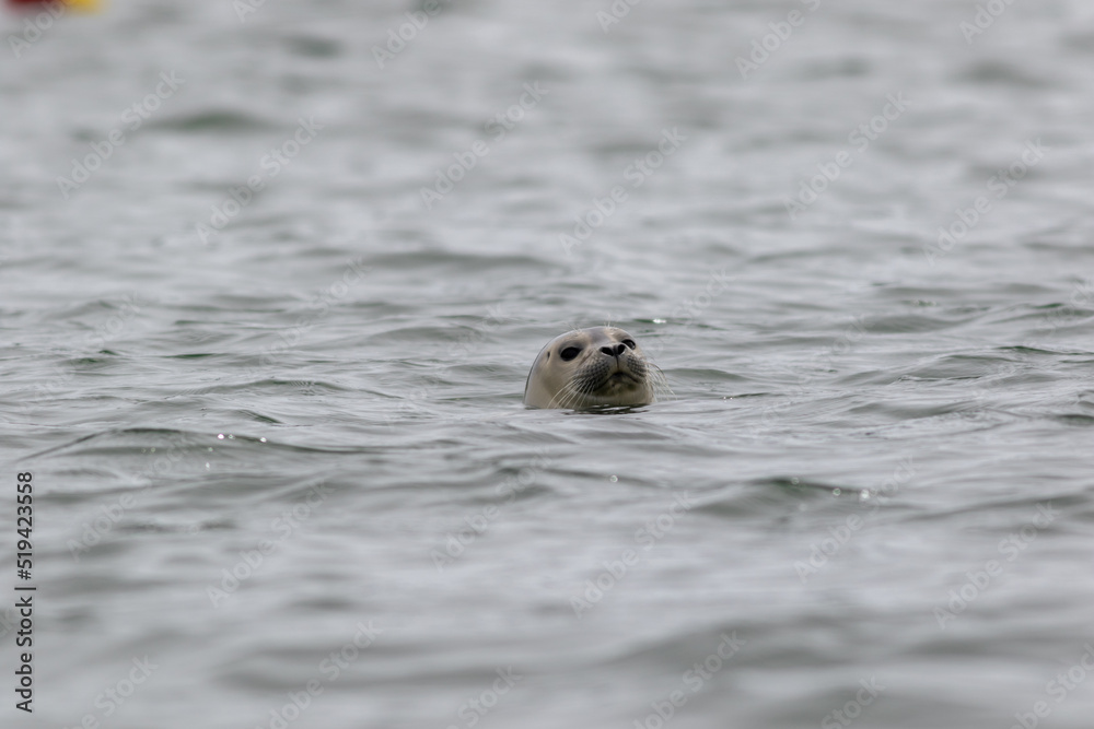 Grey seal (Halichoerus grypus) pops up head on a summer morning in the Muscongus Bay, Maine
