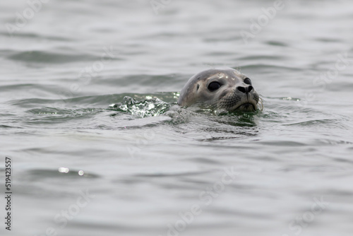 Grey seal (Halichoerus grypus) pops up head on a summer morning in the Muscongus Bay, Maine 