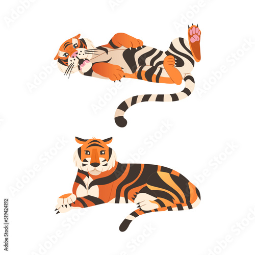 Adult Big Tiger with Striped Orange Fur as Largest Living Cat Species Vector Set