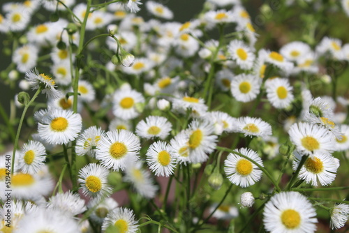 Tiny daisies in a field