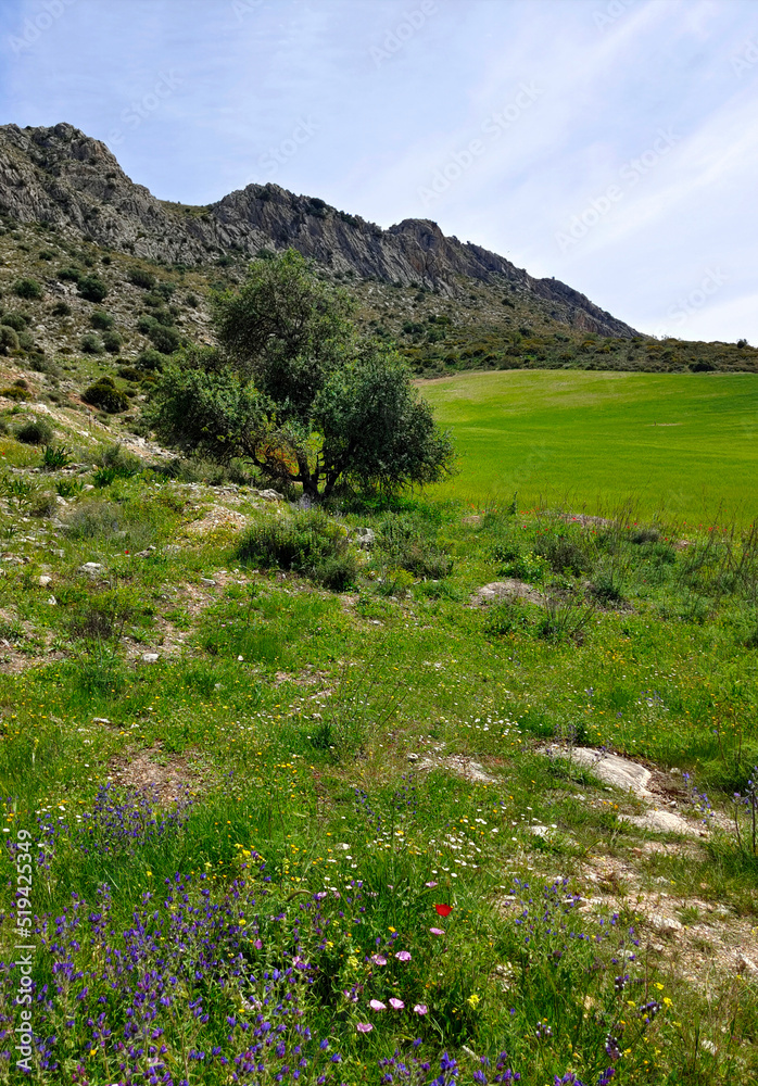 Meadows in nature