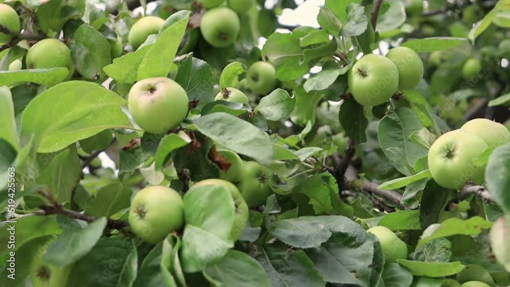 Apples on a tree with leaves. Green apples on an apple tree Apples on a tree with leaves. Green apples on an apple tree