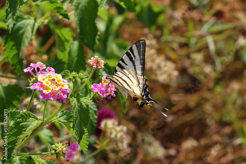 butterfly on a flower