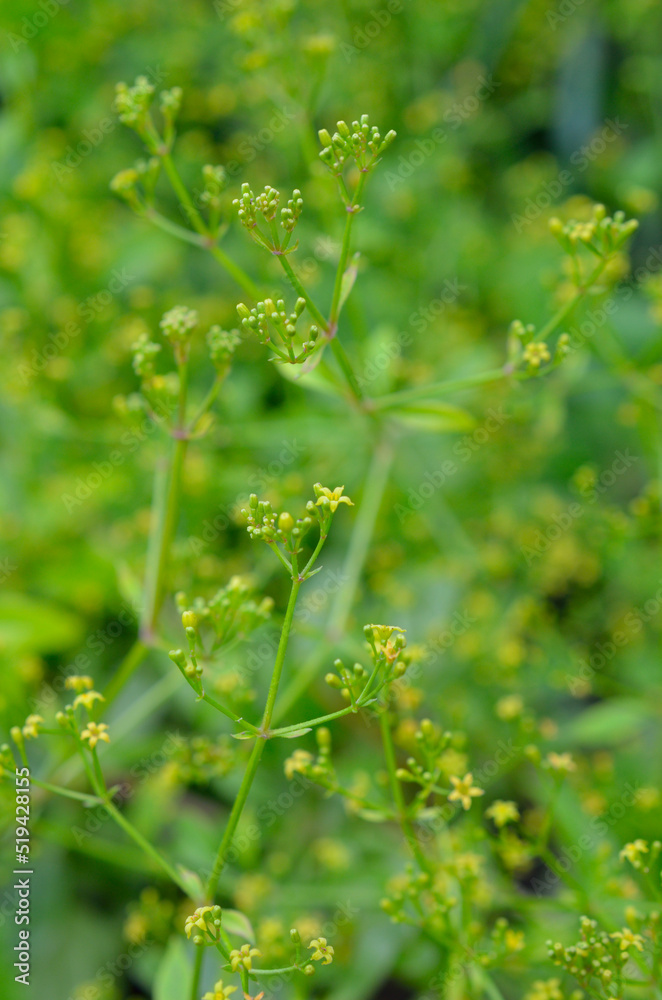 Rubia tinctorum, the rose madder or common madder or dyer's madder. Rubia tinctorum, the rose madder or common madder or dyer's madder.
