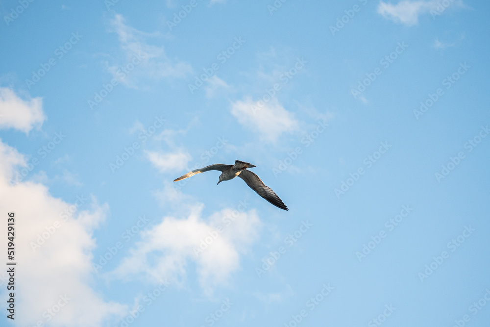 White-brown seagull spreading its wings flies in the sky White-brown seagull spreading its wings flies in the sky