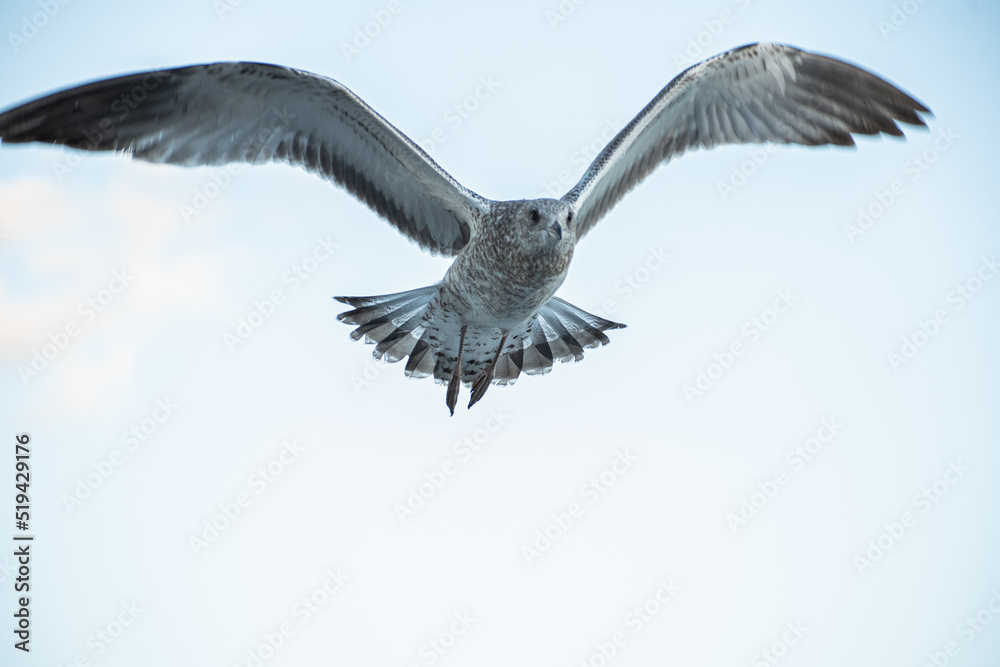 White-brown seagull spreading its wings flies in the sky White-brown seagull spreading its wings flies in the sky
