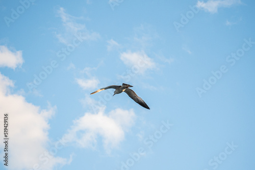 White-brown seagull spreading its wings flies in the sky