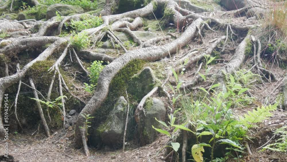 Huge branched long old tree roots overgrown with moss. Tree roots in the forest Huge branched long old tree roots overgrown with moss. Tree roots in the forest