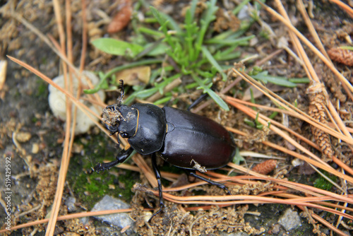 un scarabée