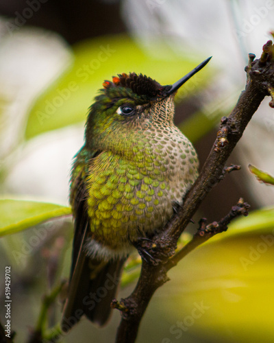 bee eater bird