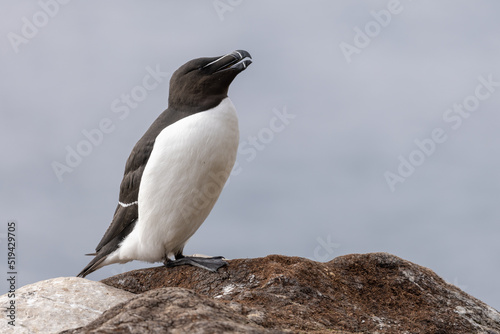 Razorbill perched on a rock at Hornøya island, Northern Norway