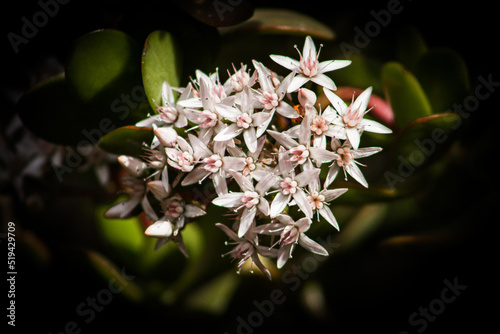 tree blossom