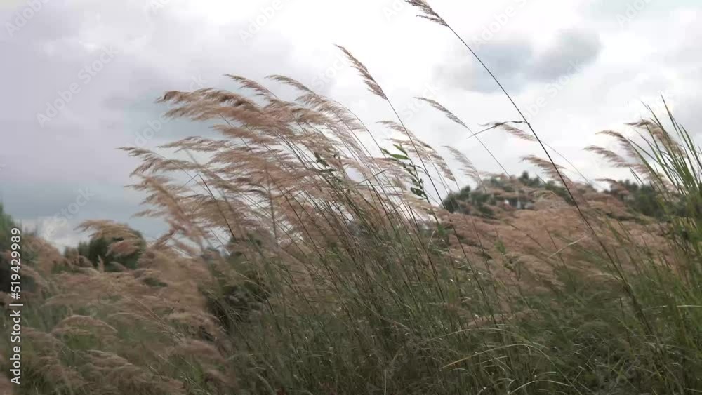yellow grass on the river bank in summer yellow grass on the river bank in summer