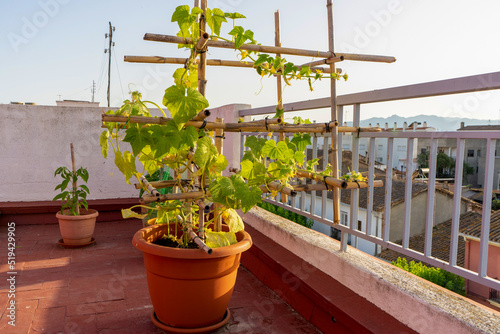 Small cucumber plant with yellow flower in garden bed. Flowering cucumbers in biological raised-bed garden