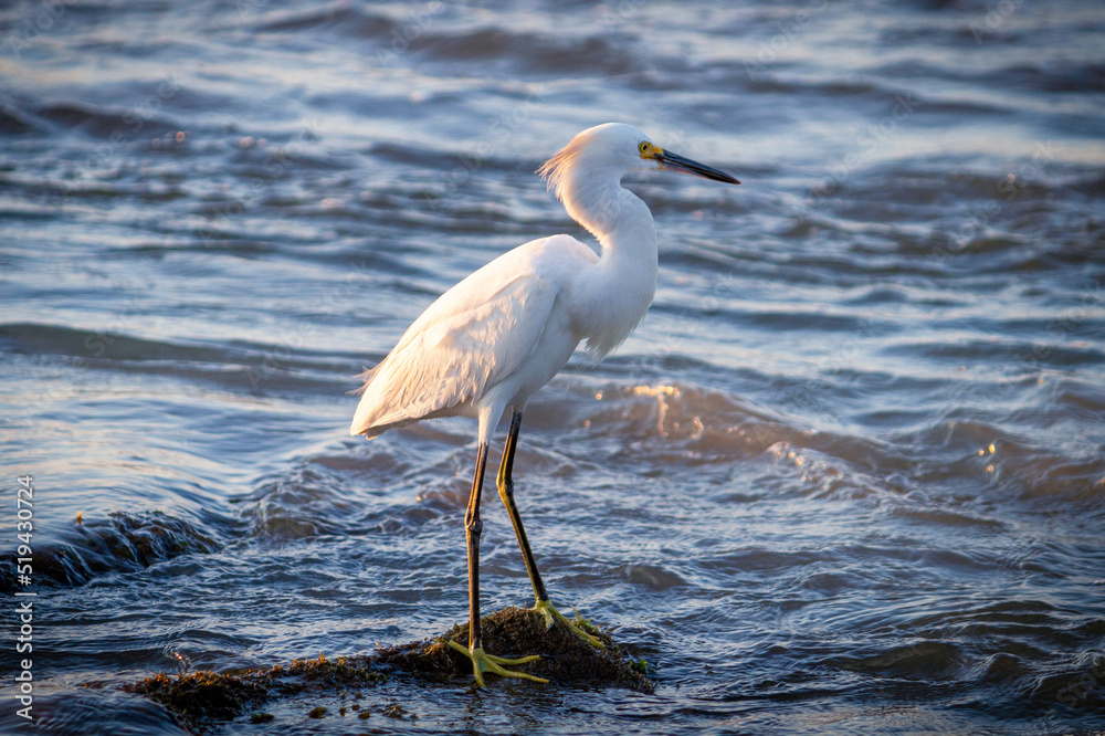 White Egret (Ardea Alba) walking on Beach White Egret (Ardea Alba) walking on Beach