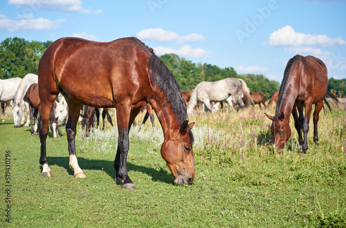 A herd of horses grazes in a pasture on a sunny day. Mares of different colors eat grass in the meadow on the ranch