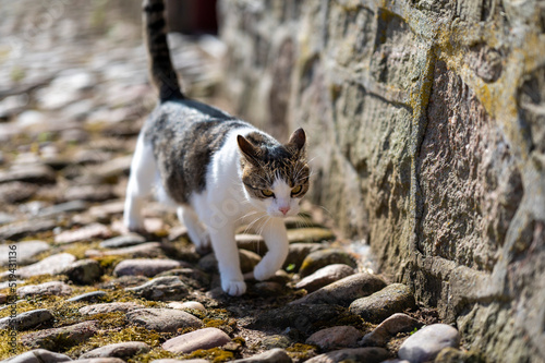 cat on the rocks