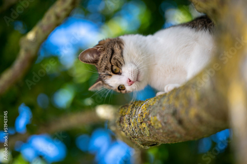 cat on tree