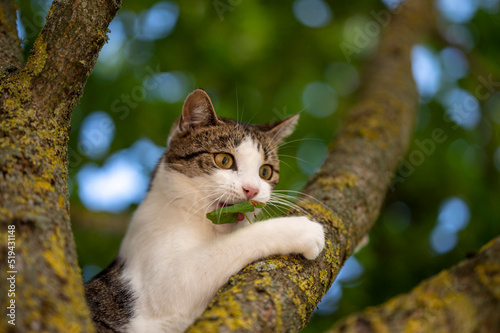 cat in the tree