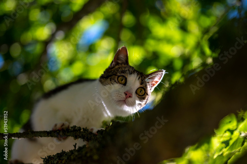 cat on the tree