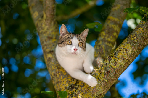 cat on the tree