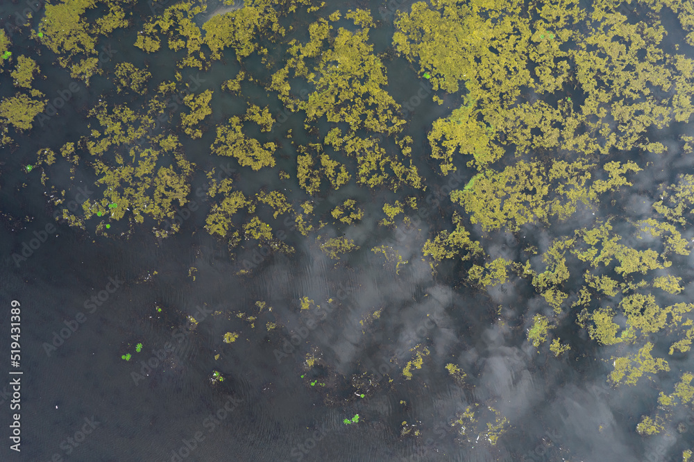 Algae on a summer pond Algae on a summer pond