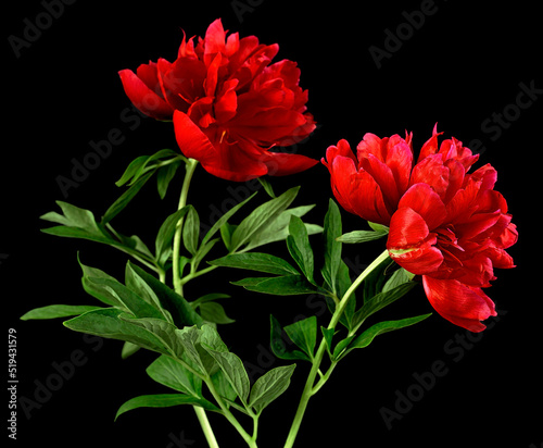 Fototapeta Naklejka Na Ścianę i Meble -  Beautiful red peony flowers on black background. Red blooming plants with green leaves.