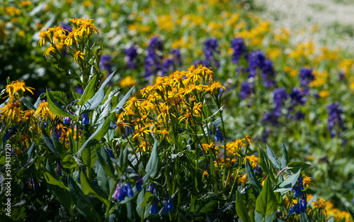 Wildflowers  - American Basin, Colorado Rocky Mountains