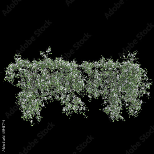 3d illustration of ivy plant isolated on black background