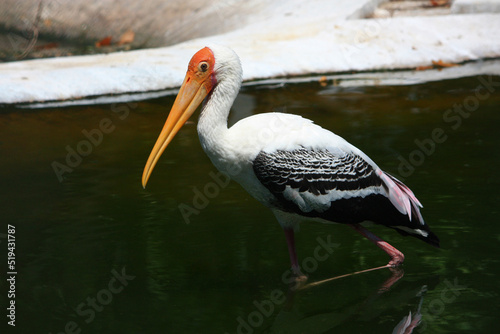 storks are large, long-legged, long-necked wading birds with long, stout bills. stork in pool.