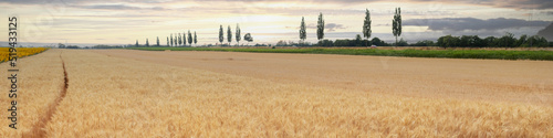 Linkedin banner with rural landscape barley field grass and cypress alley