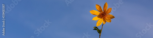 Universal Linkedin banner Jerusalem artichoke flower for people any profession