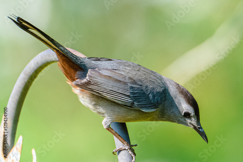 Gray catbird perched looking down  photo