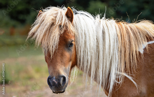 Shetlandpony