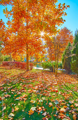 The dry tulip tree leaves on the green lawn in park