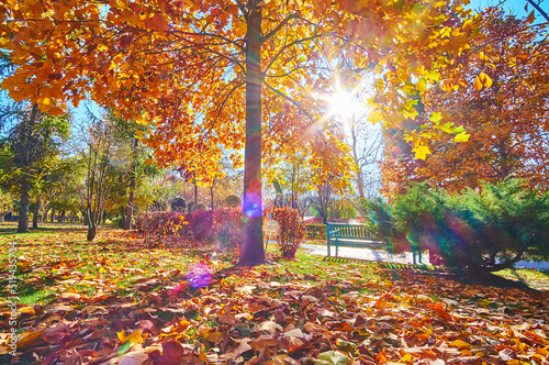 The bright sunshine through the autumn trees