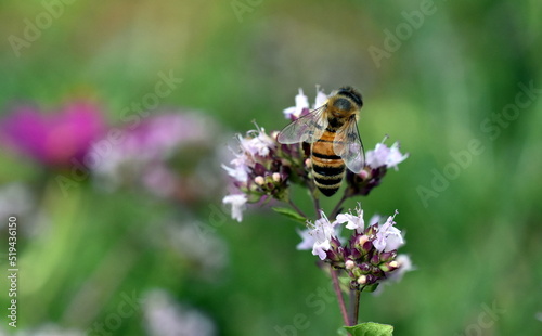 Biene auf einer Bienenwiese  © christiane65