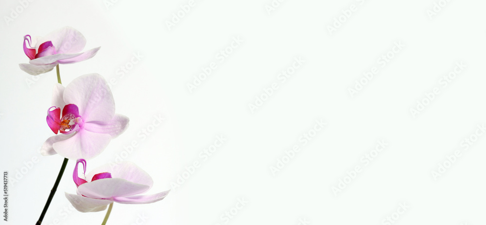 Fototapeta premium Orchid flower on gray copy space background.